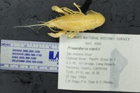 Procambarus (Scapulicambarus) image